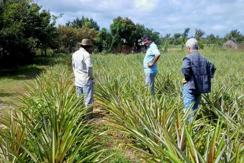 notícia: Cultivo de abacaxi em Salinópolis ganha impulso com unidade da Emater