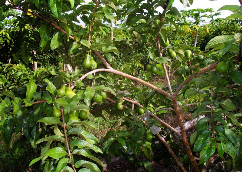 notícia: Safra da goiaba vai atingir 1,2 mil toneladas este ano em Dom Eliseu
