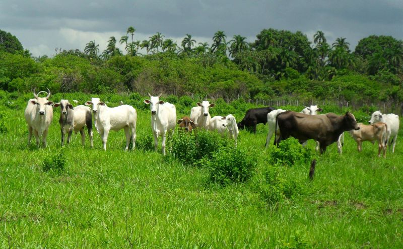 notícia: Emater implanta Unidades Demonstrativas para melhorar a produção de leite e pimenta do reino