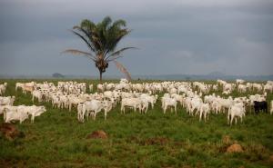 notícia: Pará tem crescimento de postos de trabalho na agropecuária