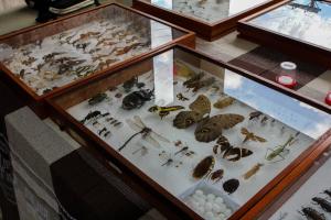 notícia: Mostra Zoológica na Uepa divulga biodiversidade da Amazônia