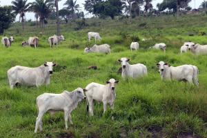 notícia: Rebanho paraense continua livre da febre aftosa, aponta estudo