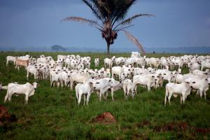 notícia: Adepará começa a discutir propostas para atualizar a Lei de Defesa Animal