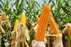 notícia: Produção agropecuária do Pará mantém liderança regional 