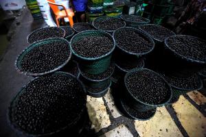 notícia: Encontro em Brasília discute a cadeia produtiva do açaí