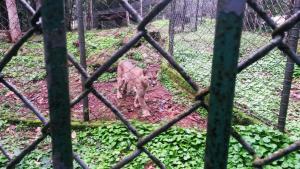 notícia: Operação SOS Gavião Real resgata mais de 150 animais silvestres
