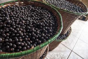 notícia: Pesquisadores buscam aproveitamento do caroço de açaí