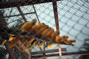 notícia: Ave símbolo do Brasil, Ararajubas voltarão a voar pelo Parque Ambiental do Utinga
