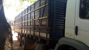 notícia: Carga irregular de maçaranduba e acapu é apreendida pela Sefa