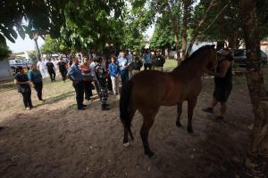 notícia: Programa de equoterapia da PM vai dobrar atendimentos em Santarém