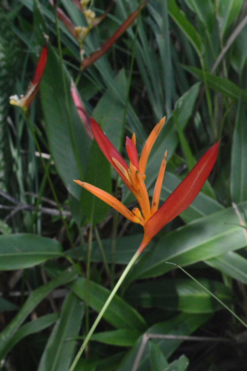 O Instituto de Desenvolvimento Florestal e da Biodiversidade (Ideflor-bio) publicou o Guia de Plantas da Área de Proteção Ambiental (APA) Algodoal-Maiandeua no FieldGuides, uma plataforma internacional para a indexação de espécies de plantas, animais, fungos, liquens e algas existentes no mundo. O FieldGuides é mantido pelo Field Museum Botanical Gardens em Chicago, nos Estados Unidos. O documento é ilustrado com fotos das diversas espécies vegetais e também com identificação do nome científico e família dessas plantas. O levantamento florístico (foto) que deu origem ao Guia começou a ser feito pela Gerência de Biodiversidade do Ideflor-bio em 2016, a partir de um projeto que previa a realização de diversas incursões fotográficas à APA Algodoal-Maiandeua.

FOTO: ASCOM / IDEFLOR-BIO
DATA: 20.12.2018
MARACANÃ - PARÁ
 <div class='credito_fotos'>Foto: Ascom Ideflor-Bio   |   <a href='/midias/2018/originais/00497663-8b55-4638-8e33-0b2fd27e81e9.jpg' download><i class='fa-solid fa-download'></i> Download</a></div>