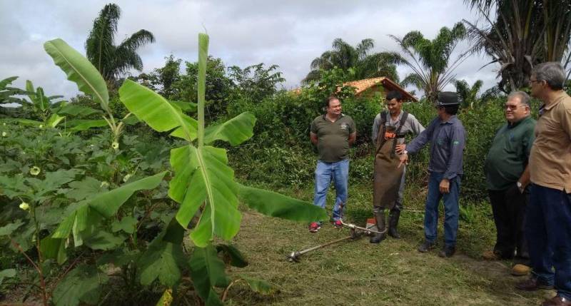 Técnicos do escritório da Empresa de Assistência Técnica e Extensão Rural do Estado do Pará (Emater-Pará) de Vigia de Nazaré, no nordeste do estado, junto com técnicos do Regional Castanhal, empenhados na viabilização do projeto de bananicultura, realizaram nesta terça-feira, 8, visitas técnicas (foto) a seis áreas da cultura inseridas no Projeto Pará Produtivo no município. No município, 29 famílias foram contempladas com o quantitativo de 300 a 600 mudas de banana pacoua, tipo que agrega características de produtividade e resistência às principais incidências de doenças do fruto. Norma Rosa, supervisora do Regional Castanhal, informa que as famílias de agricultores de Vigia receberam financiamentos com projetos de irrigação, preparo de área e moto cultivador de bananicultura, na linha Mais Alimentos, dentro do Programa Nacional de Fortalecimento da Agricultura Familiar (Pronaf), que se concretizaram pelo empenho da equipe local da Emater junto ao Banco do Brasil.
FOTO: ASCOM / EMATER
DATA: 09.05.2018
VIGIA DE NAZARÉ - PARÁ <div class='credito_fotos'>Foto: ASCOM EMATER | <a href='/midias/2018/originais/00e985cf-d441-4bae-a029-5de47b00fa65.jpg' download><i class='fa-solid fa-download'></i> Download</a></div>