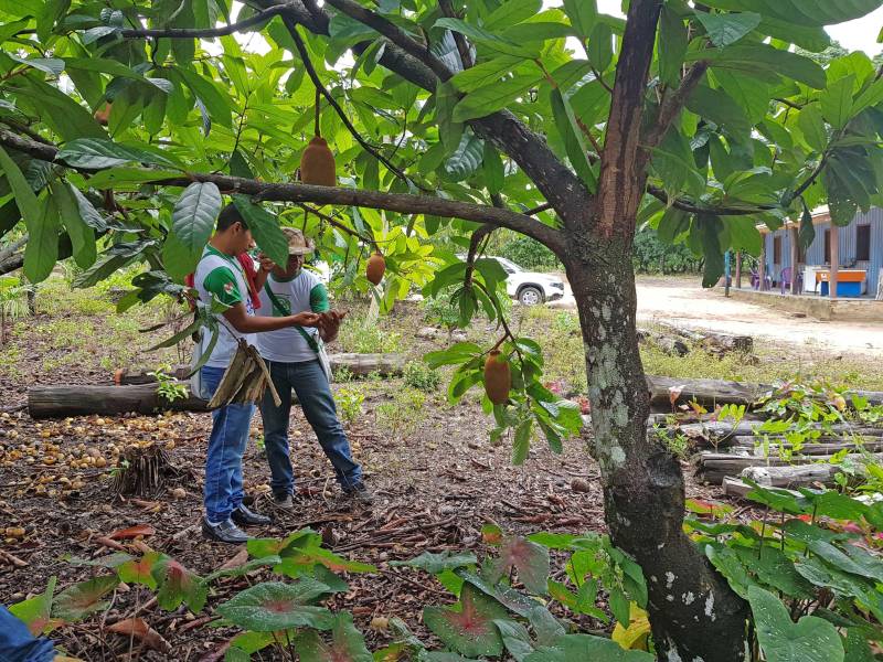 O município de Tomé-Açu, no nordeste paraense, sediará entre os dias 26 e 29 de março uma capacitação, realizada pelo Instituto de Desenvolvimento Florestal e da Biodiversidade (Ideflor-bio). O curso abordará a “Implantação de Sistemas Agroflorestais Comerciais (SAFs)” em áreas de agricultura familiar, promovendo o intercâmbio para a demonstração de experiências exitosas na implantação de SAFs no território paraense. A iniciativa é voltada aos agricultores familiares de Tomé-Açu beneficiários do Prosaf, projeto coordenado pela Diretoria de Desenvolvimento da Cadeia Florestal (DDF), do Ideflor-bio. O projeto atende, no município, 22 agricultores familiares, os quais tiveram suas terras preparadas mecanicamente para a implantação dos SAFs e receberam insumos, como sementes e calcário.
FOTO: ASCOM / IDEFLOR
DATA: 23.03.2018
TOMÉ-AÇÚ - PARÁ
<div class='credito_fotos'>Foto: Ascom Ideflor | <a href='/midias/2018/originais/011d4e9e-d2b4-42c6-aec3-25d7fdd2c1b3.jpg' download><i class='fa-solid fa-download'></i> Download</a></div>