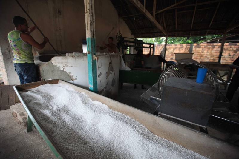 O dia começa cedo para a família do agricultor Adilson dos Santos, 33 anos. Produtores de mandioca da comunidade quilombola Boa Vista do Itá, de Santa Izabel do Pará, região metropolitana de Belém, eles são o retrato de uma tradição que vem se perpetuando por gerações e garantindo na mesa dos paraenses o produto que é a base alimentar do Estado. Do plantio ao beneficiamento, o lavrador herdou do pai a cultura que hoje é a principal fonte de renda da vila, onde vivem cerca de 50 famílias. No Pará, 96% da mandioca produzida vem da agricultura familiar. “Mandioca é pop, mandioca é tudo”, brinca Adilson. Ele está certo. Os produtos derivados da planta são diversos e ajudam a compor alguns dos pratos típicos mais conhecidos da região. Quase onipresente na mesa do paraense, a farinha é, muitas vezes, o alimento principal, nos sete dias da semana. Mas para chegar até as nossas casas, é preciso muito esforço e dedicação, aliado ao emprego de pesquisa e investimentos cada vez maiores do poder público. O conhecimento empírico do homem do campo hoje recebe o apoio de novas tecnologias e técnicas de plantio, que resultam em mais qualidade e produtividade.
FOTO: MÁCIO FERREIRA / AG PARÁ
DATA: 25.02.2018
SANTA IZABEL DO PARÁ
<div class='credito_fotos'>Foto: MÁCIO FERREIRA/ AG. PARÁ | <a href='/midias/2018/originais/0278da80-ffeb-4306-a0fd-20ab3b43e43a.jpg' download><i class='fa-solid fa-download'></i> Download</a></div>