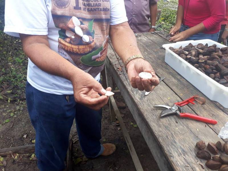 Terminou nesta sexta-feira (13), no município de Mojuí dos Campos, na região do Baixo Amazonas, a oficina (foto) para produção de mudas de castanha-do-Pará e Ipê. A capacitação iniciou na última quarta-feira (11) e foi realizada pelo Escritório Regional do Baixo Amazonas do Instituto de Desenvolvimento Florestal e da Biodiversidade (Ideflor-bio), em parceria com a Empresa de Assistência Técnica e Extensão Rural do Pará (Emater), Secretaria de Desenvolvimento Agropecuário e da Pesca (Sedap), Prefeitura de Mojuí dos Campos e Cooperativa Mista Agroextrativista do Tapajós (Coomaplas). A ação busca incentivar a diversificação na produção de agricultores familiares e técnicos do município.
FOTO: SAMUEL ALVARENGA / SECOM
DATA: 13.04.2018
MOJUÍ DOS CAMPOS - PARÁ <div class='credito_fotos'>Foto: Samuel Alvarenga / Secom | <a href='/midias/2018/originais/05d0f9b1-0443-40bb-b98f-ad94fc7b69ab.jpg' download><i class='fa-solid fa-download'></i> Download</a></div>