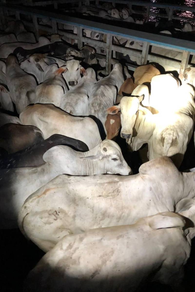 Equipes de fiscalização da Secretaria da Fazenda do Pará (Sefa) sediadas na coordenação de Mercadorias em Trânsito da Base Candiru, no porto de Óbidos, apreenderam, no sábado, 26, balsa que transportava caminhão contendo 633 caixas de conhaque, num total de 7.596 garrafas; 200 caixas de cachaça, totalizando 2.400 garrafas pet de 490ml, e 160 caixas de copos descartáveis, tudo sem nota fiscal, procedente de Santarém e com destino a Juruti.
FOTO: ASCOM SEFA
DATA: 26.05.2018
ÓBIDOS - PARÁ <div class='credito_fotos'>Foto: Ascom Sefa | <a href='/midias/2018/originais/0747ba02-51e8-47bf-a119-8a664b831c37.jpg' download><i class='fa-solid fa-download'></i> Download</a></div>