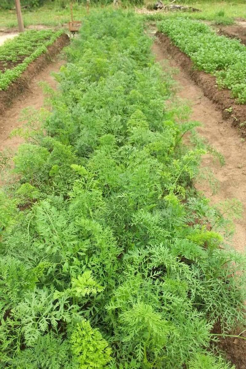 Cultivares como cenoura, pepino, tomate cereja e repolho, produzidos com técnicas agroecológicas por famílias de agricultores de áreas de assentamento do Pará, já começam a ocupar espaço nas feiras dos municípios da região nordeste, resultado do Projeto Pará Produtivo, coordenado pela Secretaria de Estado de Desenvolvimento Agropecuário e da Pesca (Sedap) e executado em parceria com a Empresa de Assistência Técnica e Extensão Rural (Emater) e prefeituras.
FOTO: ASCOM SEDAP
DATA: 12.05.2018 <div class='credito_fotos'>Foto: Ascom Sedap | <a href='/midias/2018/originais/07bb2b5c-1d63-4801-bb0a-ec1422115ae2.jpg' download><i class='fa-solid fa-download'></i> Download</a></div>