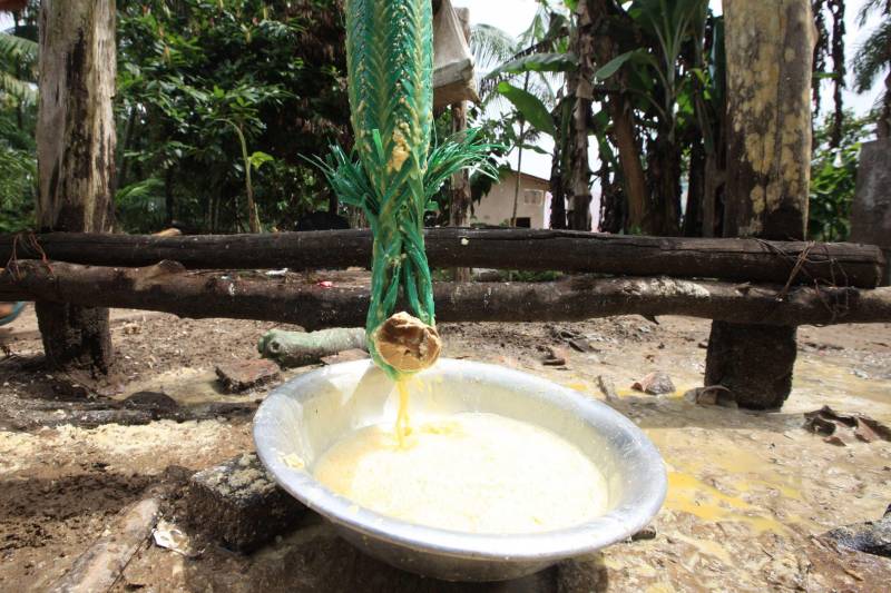 O dia começa cedo para a família do agricultor Adilson dos Santos, 33 anos. Produtores de mandioca da comunidade quilombola Boa Vista do Itá, de Santa Izabel do Pará, região metropolitana de Belém, eles são o retrato de uma tradição que vem se perpetuando por gerações e garantindo na mesa dos paraenses o produto que é a base alimentar do Estado. Do plantio ao beneficiamento, o lavrador herdou do pai a cultura que hoje é a principal fonte de renda da vila, onde vivem cerca de 50 famílias. No Pará, 96% da mandioca produzida vem da agricultura familiar. “Mandioca é pop, mandioca é tudo”, brinca Adilson. Ele está certo. Os produtos derivados da planta são diversos e ajudam a compor alguns dos pratos típicos mais conhecidos da região. Quase onipresente na mesa do paraense, a farinha é, muitas vezes, o alimento principal, nos sete dias da semana. Mas para chegar até as nossas casas, é preciso muito esforço e dedicação, aliado ao emprego de pesquisa e investimentos cada vez maiores do poder público. O conhecimento empírico do homem do campo hoje recebe o apoio de novas tecnologias e técnicas de plantio, que resultam em mais qualidade e produtividade.
FOTO: MÁCIO FERREIRA / AG PARÁ
DATA: 25.02.2018
SANTA IZABEL DO PARÁ
<div class='credito_fotos'>Foto: MÁCIO FERREIRA/ AG. PARÁ | <a href='/midias/2018/originais/080b76c4-1c4c-4745-ac50-893ca6007318.jpg' download><i class='fa-solid fa-download'></i> Download</a></div>