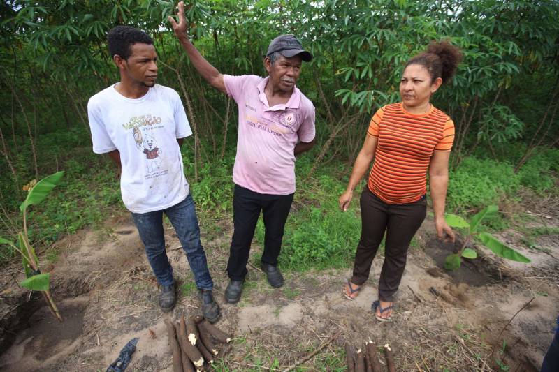 O dia começa cedo para a família do agricultor Adilson dos Santos, 33 anos. Produtores de mandioca da comunidade quilombola Boa Vista do Itá, de Santa Izabel do Pará, região metropolitana de Belém, eles são o retrato de uma tradição que vem se perpetuando por gerações e garantindo na mesa dos paraenses o produto que é a base alimentar do Estado. Do plantio ao beneficiamento, o lavrador herdou do pai a cultura que hoje é a principal fonte de renda da vila, onde vivem cerca de 50 famílias. No Pará, 96% da mandioca produzida vem da agricultura familiar. “Mandioca é pop, mandioca é tudo”, brinca Adilson. Ele está certo. Os produtos derivados da planta são diversos e ajudam a compor alguns dos pratos típicos mais conhecidos da região. Quase onipresente na mesa do paraense, a farinha é, muitas vezes, o alimento principal, nos sete dias da semana. Mas para chegar até as nossas casas, é preciso muito esforço e dedicação, aliado ao emprego de pesquisa e investimentos cada vez maiores do poder público. O conhecimento empírico do homem do campo hoje recebe o apoio de novas tecnologias e técnicas de plantio, que resultam em mais qualidade e produtividade. Na foto, o agricultor Adilson dos Santos (e), 33 anos, o pai Antônio (c) e Raimunda do carmo.
FOTO: MÁCIO FERREIRA / AG PARÁ
DATA: 25.02.2018
SANTA IZABEL DO PARÁ
<div class='credito_fotos'>Foto: MÁCIO FERREIRA/ AG. PARÁ | <a href='/midias/2018/originais/0893e3fb-3f65-4cd5-947b-75f16d481e87.jpg' download><i class='fa-solid fa-download'></i> Download</a></div>