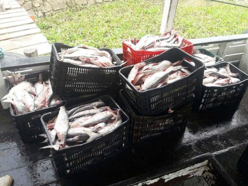 Quase 8 toneladas de pescado, das espécies mapará e pescada branca, foram apreendidas no Rio Amazonas por uma equipe de fiscalização ambiental da Secretaria de Estado de Meio Ambiente e Sustentabilidade (Semas), durante operação realizada no período do defeso, próximo ao município de Monte Alegre, no oeste paraense. Também participaram da operação equipes do Instituto de Desenvolvimento Florestal e da Biodiversidade do Estado do Pará (Ideflor-bio) e Batalhão de Policiamento Ambiental (BPA). Os fiscais da Semas interceptaram e apreenderam a embarcação que transportava o pescado ilegal e mais 14 malhadeiras (redes de pesca).
FOTO: ASCOM / SEMAS
DATA: 02.03.2018
BELÉM - PARÁ <div class='credito_fotos'>Foto: ASCOM SEMAS | <a href='/midias/2018/originais/0e53d2e1-2a42-477b-9ae8-cc6a58bbe2f5.jpg' download><i class='fa-solid fa-download'></i> Download</a></div>