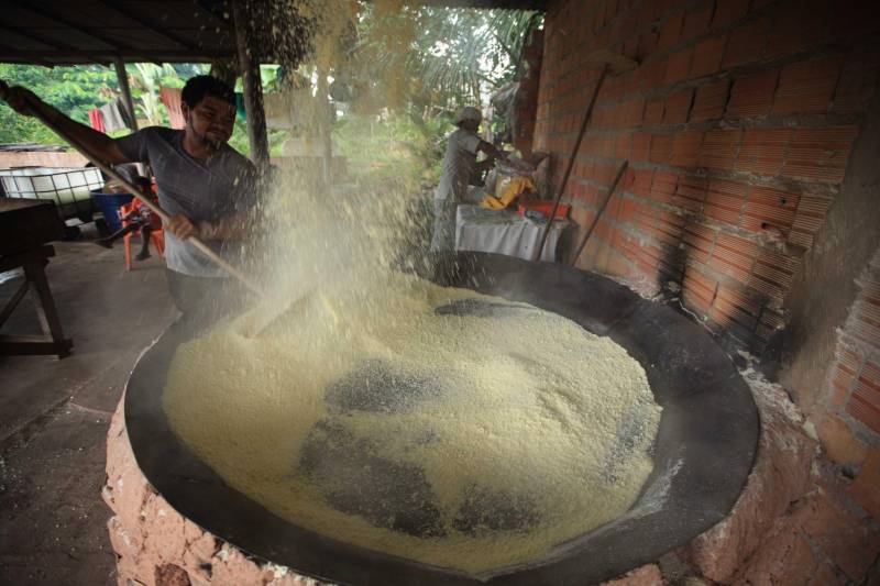 O dia começa cedo para a família do agricultor Adilson dos Santos, 33 anos. Produtores de mandioca da comunidade quilombola Boa Vista do Itá, de Santa Izabel do Pará, região metropolitana de Belém, eles são o retrato de uma tradição que vem se perpetuando por gerações e garantindo na mesa dos paraenses o produto que é a base alimentar do Estado. Do plantio ao beneficiamento, o lavrador herdou do pai a cultura que hoje é a principal fonte de renda da vila, onde vivem cerca de 50 famílias. No Pará, 96% da mandioca produzida vem da agricultura familiar. “Mandioca é pop, mandioca é tudo”, brinca Adilson. Ele está certo. Os produtos derivados da planta são diversos e ajudam a compor alguns dos pratos típicos mais conhecidos da região. Quase onipresente na mesa do paraense, a farinha é, muitas vezes, o alimento principal, nos sete dias da semana. Mas para chegar até as nossas casas, é preciso muito esforço e dedicação, aliado ao emprego de pesquisa e investimentos cada vez maiores do poder público. O conhecimento empírico do homem do campo hoje recebe o apoio de novas tecnologias e técnicas de plantio, que resultam em mais qualidade e produtividade.
FOTO: MÁCIO FERREIRA / AG PARÁ
DATA: 25.02.2018
SANTA IZABEL DO PARÁ
<div class='credito_fotos'>Foto: MÁCIO FERREIRA/ AG. PARÁ | <a href='/midias/2018/originais/0e8e4541-191e-48b7-8b2b-dc8d7b3d25a8.jpg' download><i class='fa-solid fa-download'></i> Download</a></div>