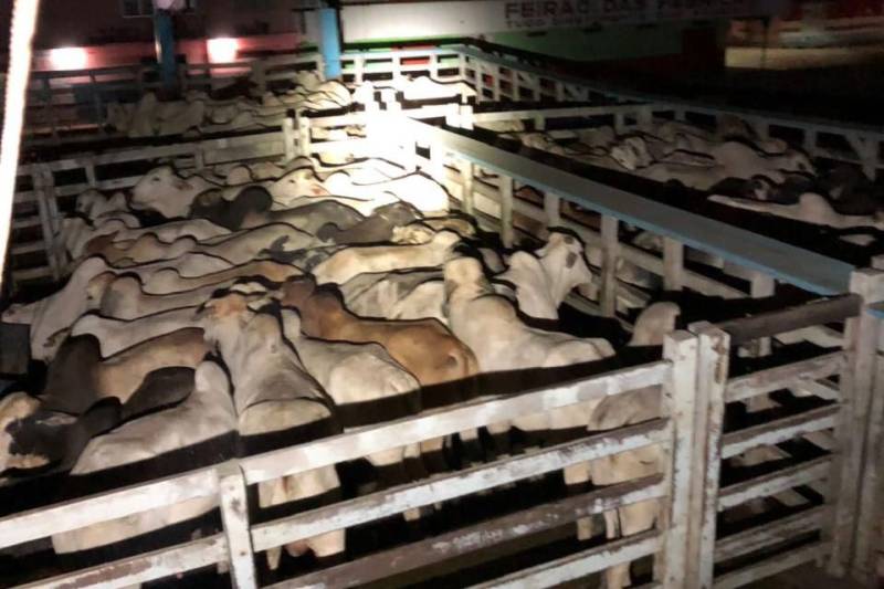 Equipes de fiscalização da Secretaria da Fazenda do Pará (Sefa) sediadas na coordenação de Mercadorias em Trânsito da Base Candiru, no porto de Óbidos, apreenderam, no sábado, 26, balsa que transportava caminhão contendo 633 caixas de conhaque, num total de 7.596 garrafas; 200 caixas de cachaça, totalizando 2.400 garrafas pet de 490ml, e 160 caixas de copos descartáveis, tudo sem nota fiscal, procedente de Santarém e com destino a Juruti.
FOTO: ASCOM SEFA
DATA: 26.05.2018
ÓBIDOS - PARÁ <div class='credito_fotos'>Foto: Ascom Sefa | <a href='/midias/2018/originais/0ebf58f6-80e8-4349-a3a2-b1717673e8e5.jpg' download><i class='fa-solid fa-download'></i> Download</a></div>