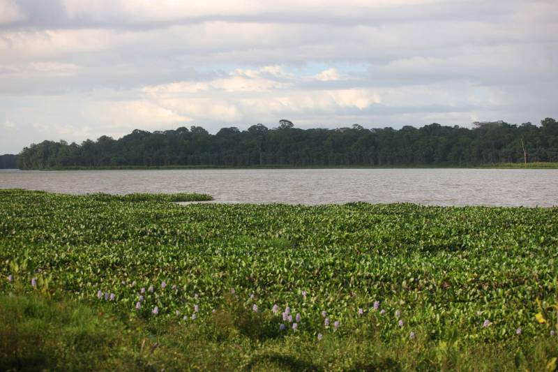 Este é o mais importante projeto de preservação da biodiversidade na Região Metropolitana de Belém e consiste em uma unidade de conservação criada em 1993 para preservar ecossistemas e mananciais lá guardados - como os lagos Bolonha e Água Preta, que abastecem cerca de 70% da população de Belém.
FOTO: IGOR BRANDÃO / AG. PARÁ
DATA: 03.03.2018
BELÉM - PARÁ <div class='credito_fotos'>Foto: IGOR BRANDÃO / AG. PARÁ | <a href='/midias/2018/originais/0fa91019-d32c-4f9d-8d8f-23aba538e934.jpg' download><i class='fa-solid fa-download'></i> Download</a></div>