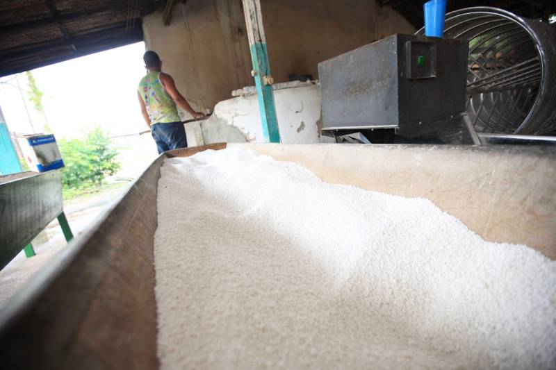 O dia começa cedo para a família do agricultor Adilson dos Santos, 33 anos. Produtores de mandioca da comunidade quilombola Boa Vista do Itá, de Santa Izabel do Pará, região metropolitana de Belém, eles são o retrato de uma tradição que vem se perpetuando por gerações e garantindo na mesa dos paraenses o produto que é a base alimentar do Estado. Do plantio ao beneficiamento, o lavrador herdou do pai a cultura que hoje é a principal fonte de renda da vila, onde vivem cerca de 50 famílias. No Pará, 96% da mandioca produzida vem da agricultura familiar. “Mandioca é pop, mandioca é tudo”, brinca Adilson. Ele está certo. Os produtos derivados da planta são diversos e ajudam a compor alguns dos pratos típicos mais conhecidos da região. Quase onipresente na mesa do paraense, a farinha é, muitas vezes, o alimento principal, nos sete dias da semana. Mas para chegar até as nossas casas, é preciso muito esforço e dedicação, aliado ao emprego de pesquisa e investimentos cada vez maiores do poder público. O conhecimento empírico do homem do campo hoje recebe o apoio de novas tecnologias e técnicas de plantio, que resultam em mais qualidade e produtividade.
FOTO: MÁCIO FERREIRA / AG PARÁ
DATA: 25.02.2018
SANTA IZABEL DO PARÁ
<div class='credito_fotos'>Foto: MÁCIO FERREIRA/ AG. PARÁ | <a href='/midias/2018/originais/115773f8-6d85-4d99-aa03-1ef223d1b894.jpg' download><i class='fa-solid fa-download'></i> Download</a></div>
