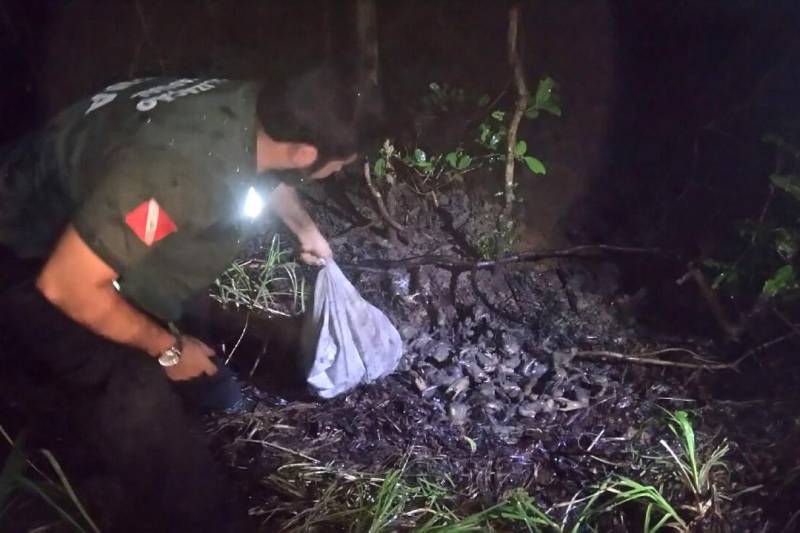 A fiscalização ambiental da Secretaria de Estado de Meio Ambiente e Sustentabilidade (Semas) apreendeu cerca de dois mil caranguejos durante uma operação de proteção ao período de defeso, que percorreu diversos municípios em janeiro e fevereiro.
FOTO: ASCOM SEMAS
DATA: 22.02.2018 <div class='credito_fotos'>Foto: ASCOM SEMAS | <a href='/midias/2018/originais/117dcdaa-331a-4228-afbf-198c176d2ecd.jpg' download><i class='fa-solid fa-download'></i> Download</a></div>