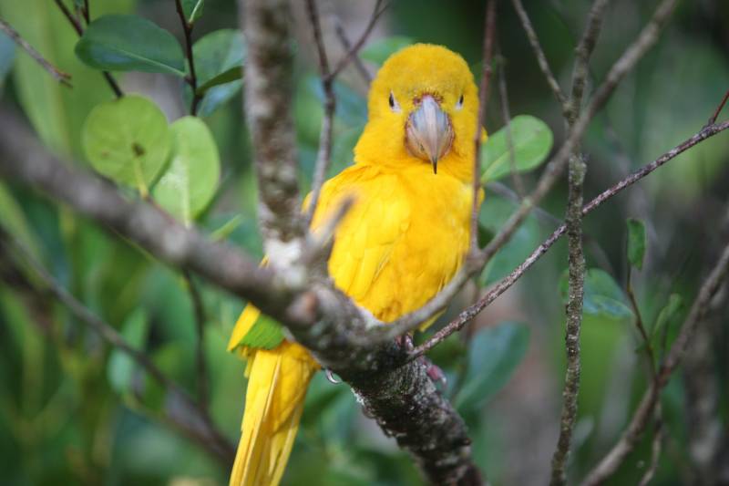 O Parque Estadual do Utinga (PEUt) o mais importante espaço de preservação e estudo da biodiversidade dentro da Região Metropolitana de Belém será reaberto à população a partir desta sexta,16, a partir das 16h30, com apresentações artísticas, com o Boi Veludinho, crianças do Pro Paz e a premiada Orquestra Sinfônica do Theatro da Paz. A apresentação será em um espaço ao ar livre e não será necessária a retirada de ingressos, por esse motivo, a recomendação é que o público chegue cedo, porque a entrada será fechada quando o espaço estiver lotado. No sábado, será realizada uma grande caminhada, a partir das 8 horas, com paradas para informações educativas sobre a fauna, flora e sobre os novos espaços. Por conta da grande quantidade de pessoas, incluindo crianças e idosos, o Corpo de Bombeiros recomendou e, a organização do evento acatou, a necessidade de se evitar durante a manhã do sábado o trânsito de veículos sobre rodas, como carros, bicicletas, skates e patins. Depois das 12 horas e durante todo o funcionamento do parque, a entrada e o uso por praticantes desta modalidade está completamente liberada. No domingo, o parque abrirá às 5h30 e funcionará até as 17h, assim como nos outros dias, de segunda a segunda. As atividades de manutenção do espaço vão requerer que o parque seja fechado para acesso ao público eventualmente, mas essas datas serão definidas de acordo com a demanda.
FOTO: THIAGO GOMES / AG PARÁ
DATA: 15.03.2018
BELÉM - PARÁ <div class='credito_fotos'>Foto: Thiago Gomes /Ag. Pará | <a href='/midias/2018/originais/125ff5a2-a7d7-432c-aa6d-13549f38a088.jpg' download><i class='fa-solid fa-download'></i> Download</a></div>