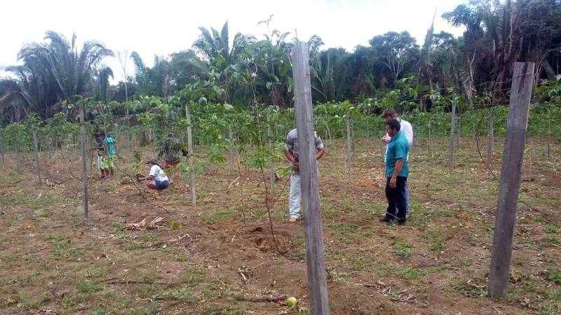 O Escritório Regional do Baixo Amazonas, do Instituto de Desenvolvimento Florestal e da Biodiversidade (Ideflor-bio), promoveu no dia 7, uma visita de campo (foto) na comunidade de Boa Fé, no município paraense de Mojuí dos Campos. O objetivo da ação foi capacitar agricultores rurais da localidade que são atendidos pelo Projeto de Restauração Florestal por meio de Sistemas Agroflorestais (Prosaf). Durante o dia de campo, engenheiros agrônomos e florestais do Ideflor-bio ensinaram aos agricultores o processo de implantação de um Sistema Agroflorestal (SAFs) com culturas como o maracujá, o citrus e o cumaru. “Nós buscamos desenvolver a destreza e a habilidade no manejo desses SAFs junto aos agricultores e de uma forma bem prática, para eles 'aprenderem a fazer fazendo'”, conta a engenheira agrônoma do Ideflor-bio, Simone Moreira.
FOTO: ASCOM / IDEFLOR-BIO
DATA: 08.06.2018
MOJUÍ DOS CAMPOS - PARÁ <div class='credito_fotos'>Foto: Ascom Ideflor-Bio | <a href='/midias/2018/originais/128c6737-6541-4201-9dd5-1695143d94bb.jpg' download><i class='fa-solid fa-download'></i> Download</a></div>