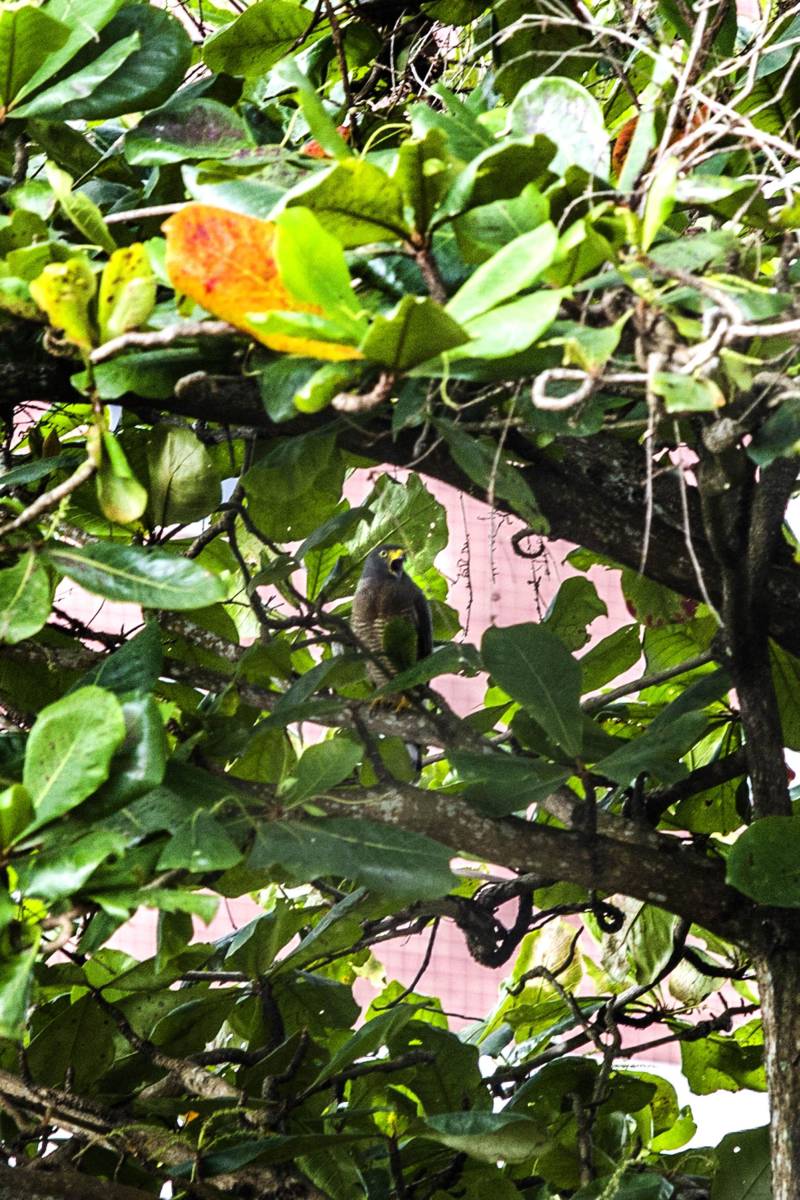 Contato com a natureza é algo que o ser humano normalmente deseja. Nesse quesito, os alunos e professores do Centro de Ciências Sociais e Educação (CCSE) da Universidade do Estado do Pará (Uepa) foram premiados: um casal de gaviões-carijós fez morada na castanheira situada no terreno ao lado do Centro.
FOTO: NAILANA THIELY / ASCOM UEPA
DATA: 05.03.2018
BELÉM - PARÁ <div class='credito_fotos'>Foto: Nailana Thiely / Ascom Uepa | <a href='/midias/2018/originais/12a80cb5-a831-4461-9695-1fffcac73cd8.jpg' download><i class='fa-solid fa-download'></i> Download</a></div>