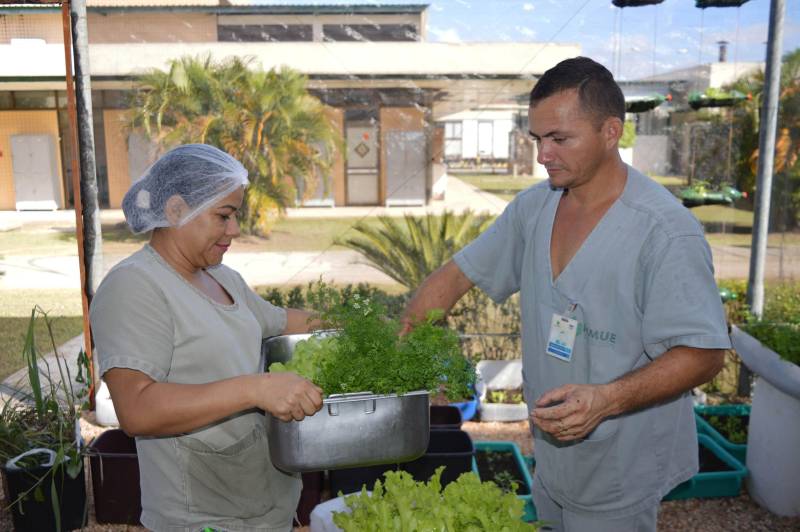 A preocupação com a alimentação saudável, livre de agrotóxicos e adubos químicos, vem aumentando nas primeiras décadas do século XXI. É nesse contexto que começam a ser adotados os alimentos orgânicos, produzidos com técnicas que respeitam o meio ambiente e visam a qualidade de vida de quem os consome. O Hospital Metropolitano de Urgência e Emergência (HMUE), em Ananindeua, implantou uma horta orgânica para pôr em prática os princípios da alimentação saudável e sustentabilidade. A unidade, gerenciada pela Pró-Saúde Associação Beneficente de Assistência Social e Hospitalar sob contrato com a Secretaria de Estado de Saúde Pública (Sespa), chega à sua terceira colheita de hortaliças em 2018, após meses de preparação e esforços dos colaboradores do Serviço de Higienização e Limpeza (SHL), que trabalharam na implantação e, agora, são os responsáveis pelo plantio, manutenção e colheita no espaço.

FOTO: ASCOM / HMUE
DATA: 23.03.2018
ANANINDEUA - PARÁ <div class='credito_fotos'>Foto: ASCOM HMUE   |   <a href='/midias/2018/originais/12f8abda-57a8-44db-926b-4f6013fb3cce.jpg' download><i class='fa-solid fa-download'></i> Download</a></div>