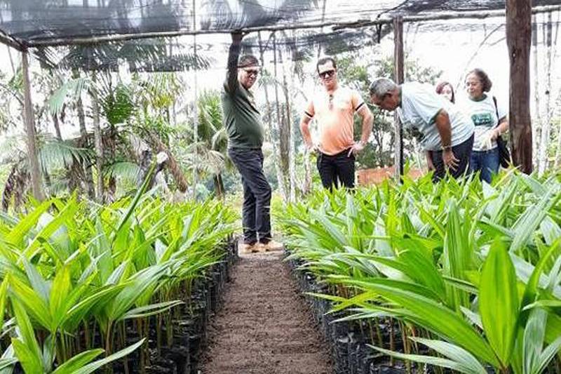 Oitenta famílias da comunidade agroextrativista Boa Vista, localizada às margens do rio Guamá, em Inhangapi, nordeste do estado, receberão nesta segunda-feira (19), em um evento coletivo, mudas de açaí, cacau e essências florestais do viveiro que o escritório local da Empresa de Assistência Técnica e Extensão Rural do Estado do Pará (Emater) e Prefeitura gerenciam no horto municipal: as famílias receberão individualmente de 300 a 400 mudas, para plantio imediato e orientação quanto à multiplicação.
FOTO: ASCOM EMATER
DATA: 19.02.2018
INHANGAPI - PARÁ <div class='credito_fotos'>Foto: ASCOM EMATER | <a href='/midias/2018/originais/151f349c-d556-4f4a-b52d-6dfe924173c5.jpg' download><i class='fa-solid fa-download'></i> Download</a></div>