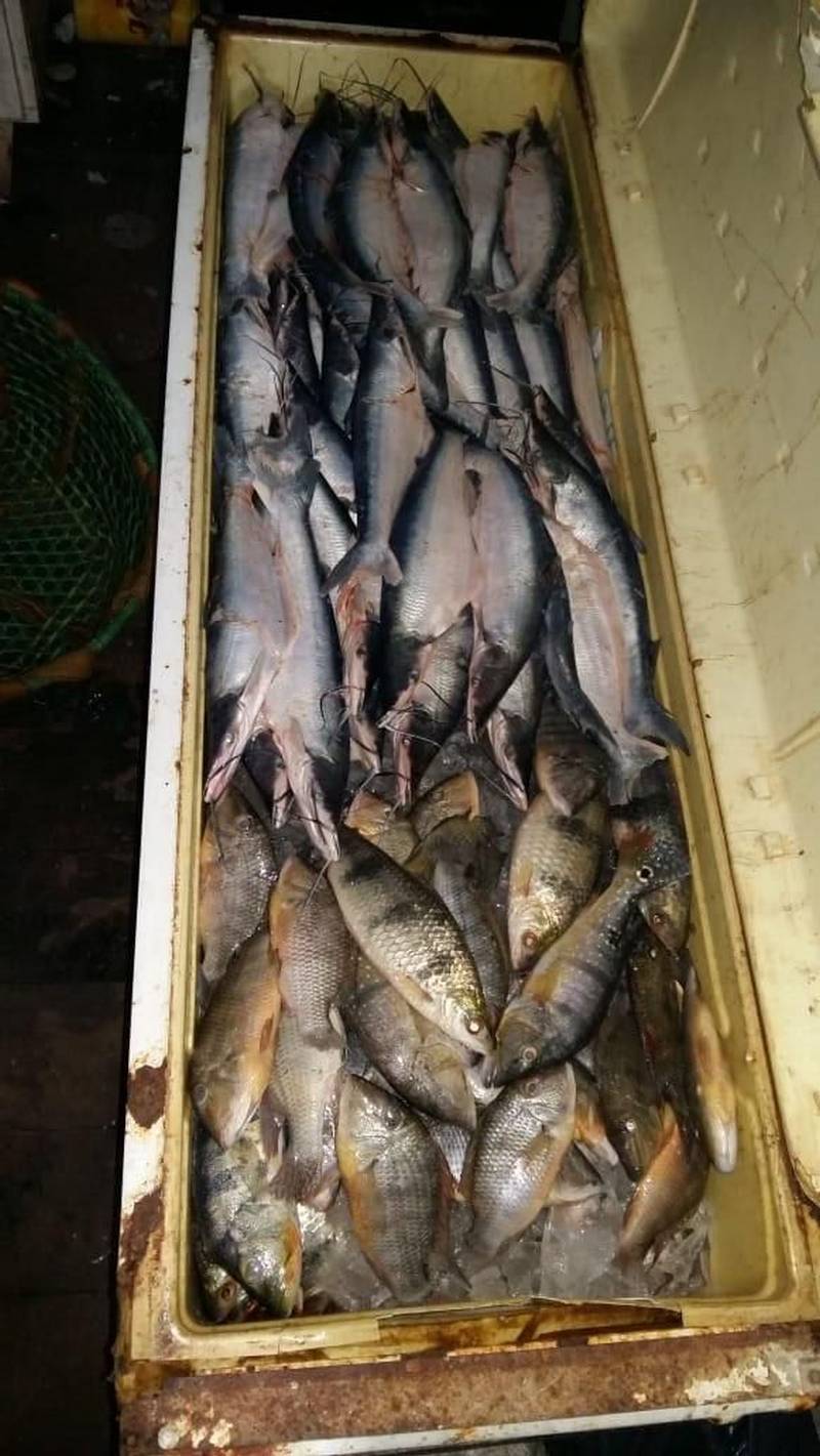Uma tonelada e meia de pescados foi apreendida neste sábado (8) em mais uma mega operação de fiscalização no município de Tucuruí, sudeste paraense. O pescado era mantido em condições insalubres no porto do km 11 e em estabelecimentos residenciais e comerciais em Tucuruí. Além do pescado, foram apreendidos também cinco pássaros, balanças, basquetas e um freezer. Os peixes apreendidos que estavam em boas condições foram doados a comunidades carentes de Goianésia do Pará, Jacundá e Tucuruí. A operação foi realizada pelo Instituto de Desenvolvimento Florestal e da Biodiversidade (Ideflor-bio), em parceira com a Secretaria Estadual de Meio Ambiente e Sustentabilidade (Semas), a Polícia Militar, Eletronorte, Justiça Federal e as secretarias municipais de meio ambiente de Tucuruí, Goianésia do Pará e Jacundá.

FOTO: ASCOM / IDEFLOR-BIO
DATA: 09.12.2018
TUCURUÍ - PARÁ <div class='credito_fotos'>Foto: ASCOM / IDEFLOR-BIO   |   <a href='/midias/2018/originais/1685ed1c-a07c-4416-a75e-f554143c8cea.jpg' download><i class='fa-solid fa-download'></i> Download</a></div>