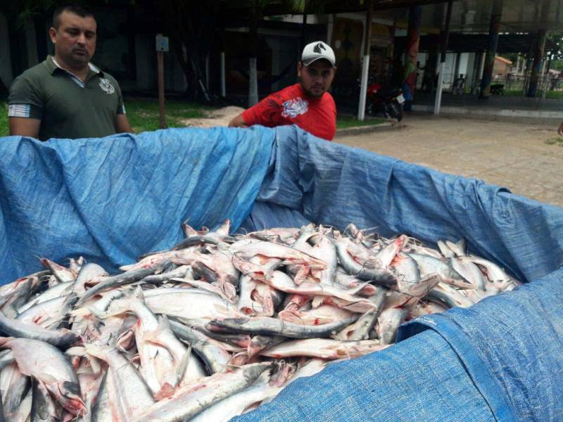 Quase 8 toneladas de pescado, das espécies mapará e pescada branca, foram apreendidas no Rio Amazonas por uma equipe de fiscalização ambiental da Secretaria de Estado de Meio Ambiente e Sustentabilidade (Semas), durante operação realizada no período do defeso, próximo ao município de Monte Alegre, no oeste paraense. Também participaram da operação equipes do Instituto de Desenvolvimento Florestal e da Biodiversidade do Estado do Pará (Ideflor-bio) e Batalhão de Policiamento Ambiental (BPA). Os fiscais da Semas interceptaram e apreenderam a embarcação que transportava o pescado ilegal e mais 14 malhadeiras (redes de pesca).
FOTO: ASCOM / SEMAS
DATA: 02.03.2018
BELÉM - PARÁ <div class='credito_fotos'>Foto: ASCOM SEMAS | <a href='/midias/2018/originais/175b3392-75a0-493e-bf0c-3c09fd26e1c1.jpg' download><i class='fa-solid fa-download'></i> Download</a></div>