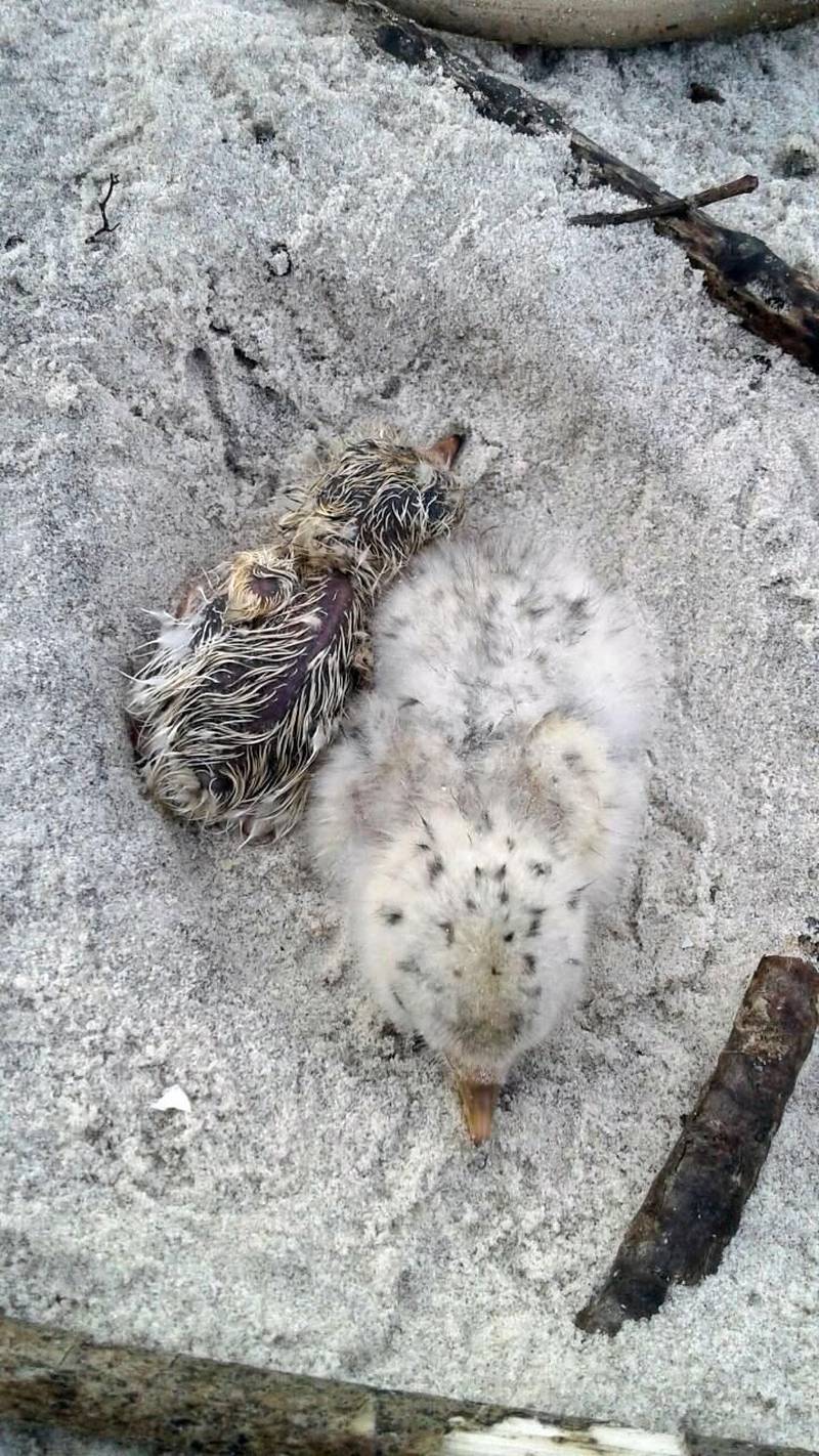 Cerca de 1.500 ovos de aves marinhas (foto) que começaram a desova em maio, na praia do Atalaia, em Salinópolis, ganharam um importante apoio neste final de semana, com o reforço da Zona de Exclusão de Veículos Automotores, uma das inovações da Operação Verão 2018, realizada pela Secretaria de Estado de Segurança Pública e Defesa Social (Segup). O santuário de ovos de gaivota é protegido pela Associação de Surf e Proteção Ambiental de Salinópolis, fundada em 2006 pelo local Antônio Paulo da Conceição, com o objetivo de proteger áreas ambientais e que hoje conta com 70 surfistas associados. Localizado após a área conhecida como pedral e onde esportistas praticam modalidades aquáticas, o santuário é cercado por bandeiras brancas, para mostrar que lá está um espaço ambiental e impedir curiosos, deixando os ovos mais seguros.
FOTO: ASCOM / SEGUP
DATA: 01.07.2018
SALINÓPOLIS - PARÁ <div class='credito_fotos'>Foto: Ascom Segup | <a href='/midias/2018/originais/17912d26-6204-4fae-82f8-0a3445b12aed.jpg' download><i class='fa-solid fa-download'></i> Download</a></div>