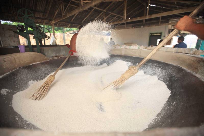 O dia começa cedo para a família do agricultor Adilson dos Santos, 33 anos. Produtores de mandioca da comunidade quilombola Boa Vista do Itá, de Santa Izabel do Pará, região metropolitana de Belém, eles são o retrato de uma tradição que vem se perpetuando por gerações e garantindo na mesa dos paraenses o produto que é a base alimentar do Estado. Do plantio ao beneficiamento, o lavrador herdou do pai a cultura que hoje é a principal fonte de renda da vila, onde vivem cerca de 50 famílias. No Pará, 96% da mandioca produzida vem da agricultura familiar. “Mandioca é pop, mandioca é tudo”, brinca Adilson. Ele está certo. Os produtos derivados da planta são diversos e ajudam a compor alguns dos pratos típicos mais conhecidos da região. Quase onipresente na mesa do paraense, a farinha é, muitas vezes, o alimento principal, nos sete dias da semana. Mas para chegar até as nossas casas, é preciso muito esforço e dedicação, aliado ao emprego de pesquisa e investimentos cada vez maiores do poder público. O conhecimento empírico do homem do campo hoje recebe o apoio de novas tecnologias e técnicas de plantio, que resultam em mais qualidade e produtividade.
FOTO: MÁCIO FERREIRA / AG PARÁ
DATA: 25.02.2018
SANTA IZABEL DO PARÁ
<div class='credito_fotos'>Foto: MÁCIO FERREIRA/ AG. PARÁ | <a href='/midias/2018/originais/18e700d5-05bd-4459-b934-c16206676c13.jpg' download><i class='fa-solid fa-download'></i> Download</a></div>