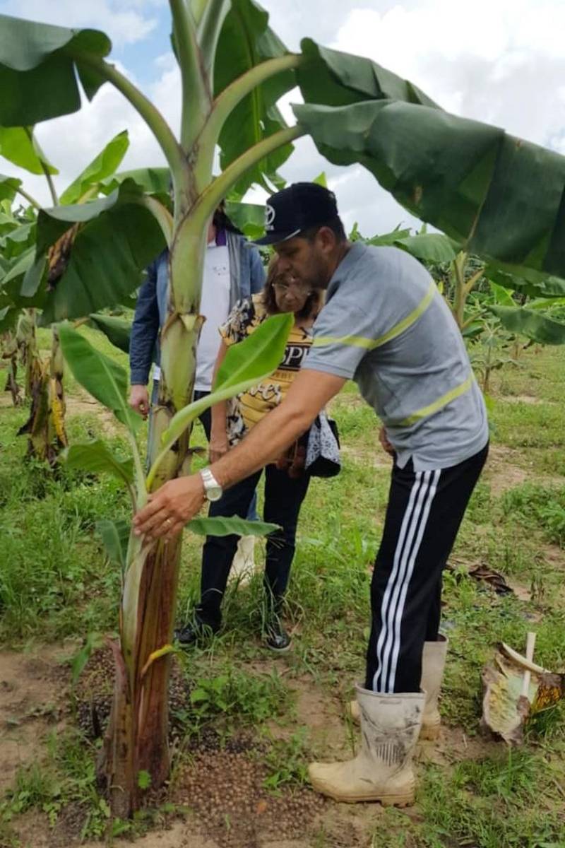 Extensionistas da Empresa de Assistência Técnica e Extensão Rural do Estado do Pará (Emater-Pará), incluindo representantes do regional de Castanhal, realizaram visitas técnicas de assessoramento e monitoramento em seis propriedades contempladas pelo programa Pará Produtivo, nesta quarta-feira, 16, em Santo Antônio do Tauá, no nordeste do estado.
FOTO: ASCOM EMATER
DATA: 16.05.2018
SANTO ANTÔNIO DO TAUÁ - PARÁ <div class='credito_fotos'>Foto: ASCOM EMATER | <a href='/midias/2018/originais/1ab4a4a5-2233-47fd-ad28-312baf2e317e.jpg' download><i class='fa-solid fa-download'></i> Download</a></div>