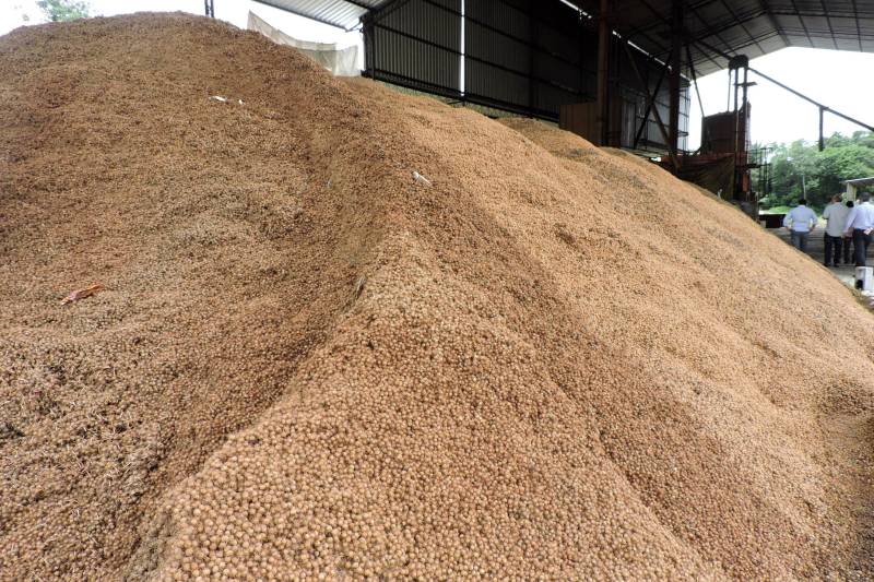 A Votorantim vai substituir sua matriz energética (coque de petróleo, não renovável) pela queima de caroços de açaí como fonte de energia em sua fábrica de cimento no município de Primavera (Nordeste do Pará). “O caroço de açaí é uma fonte renovável e hoje é um problema ambiental, mas assim se transforma em solução” explica o titular da Sedeme, Adnan Demachki. “Haverá uma diminuição significativa na emissão de C02 e a não-emissão de dióxido de enxofre, além de gerar alternativas novas de renda em municípios de baixo IDH e para famílias praticamente sem renda.” Na foto, fábrica de secagem de caroços de açaí igarapé-miri
FOTO: ASCOM SEDEME
DATA: 20.03.2018
IGARAPÉ-MIRI - PARÁ <div class='credito_fotos'>Foto: Ascom Sedeme | <a href='/midias/2018/originais/21ae2ebc-9f21-46f6-a0e6-e9d8497b0b60.jpg' download><i class='fa-solid fa-download'></i> Download</a></div>
