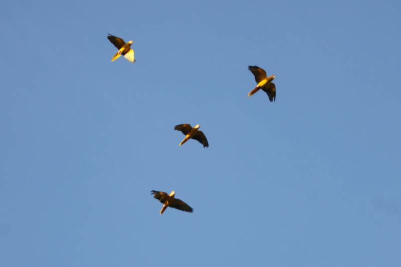 Sessenta anos após o último avistamento de Ararajubas nos céus de Belém, oito indivíduos dessa espécie foram devolvidos à natureza no início da manhã desta quarta-feira (31), no Parque Estadual do Utinga.
FOTO: THIAGO GOMES / AG. PARÁ
DATA: 31.01.2018
BELÉM - PARÁ <div class='credito_fotos'>Foto: Thiago Gomes /Ag. Pará | <a href='/midias/2018/originais/2591b96e-6b5b-42bd-a618-f0c7c3b86b50.jpg' download><i class='fa-solid fa-download'></i> Download</a></div>