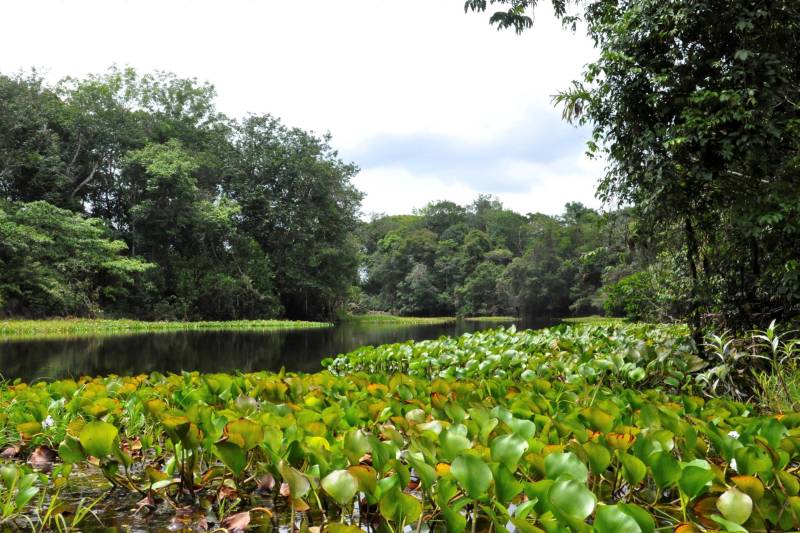 Com o objetivo de tornar público o processo de formação dos Conselhos Gestores do Refúgio de Vida Silvestre (Revis) Tabuleiro do Embaubal e Reserva de Desenvolvimento Sustentável (RDS) Vitória de Souzel (foto), o Instituto de Desenvolvimento Florestal e da Biodiversidade do Estado do Pará (Ideflor-bio) lançou, na terça-feira, 30, dois editais de chamada pública, a fim de que as entidades possam manifestar interesse em compor os conselhos.
FOTO: ASCOM IDEFLOR-BIO
DATA: 01.06.2017
XINGU - PARÁ <div class='credito_fotos'>Foto: Ascom Ideflor | <a href='/midias/2018/originais/267381ab-f92d-42c3-88ed-ba9569fe393d.jpg' download><i class='fa-solid fa-download'></i> Download</a></div>