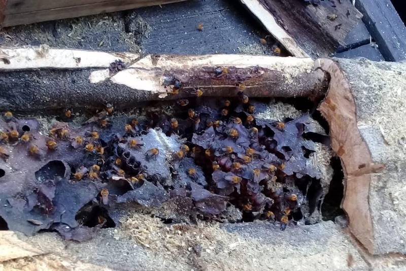 “A importância das abelhas nativas sem ferrão para a manutenção da biodiversidade” é o tema do seminário que acontecerá na próxima sexta-feira (30), no auditório do Instituto de Desenvolvimento Florestal e da Biodiversidade (Ideflor-bio). 

FOTO: ASCOM IDEFLOR-BIO
DATA: 26.11.2018 <div class='credito_fotos'>Foto: Ascom Ideflor-Bio   |   <a href='/midias/2018/originais/27d3ddc9-91a5-427f-9446-71eabdd6bd54.jpg' download><i class='fa-solid fa-download'></i> Download</a></div>