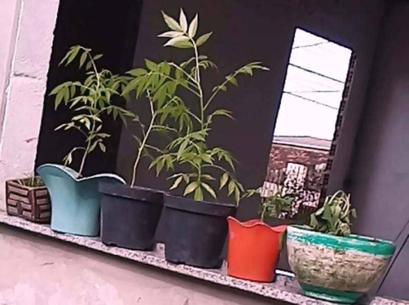 Produção de mudas foi um dos itens do curso “Envasamento de plantas e noções de paisagismo” (foto), encerrado nesta sexta-feira (4), na Paróquia Nossa Senhora do Livramento, no Bairro do Paracuri, Distrito de Icoaraci, em Belém. A capacitação resultou da parceria entre a Empresa de Assistência Técnica e Extensão Rural do Estado do Pará (Emater) e o Núcleo de Articulação e Cidadania (NAC), dentro do Projeto Cultivando Flores e Vida. A iniciativa beneficia moradores de comunidades carentes da Região Metropolitana de Belém ao oferecer oportunidade de inclusão socioprodutiva a pessoas em situação de vulnerabilidade social.
FOTO: ASCOM / EMATER
DATA: 04.05.2018
ICOARACI - PARÁ <div class='credito_fotos'>Foto: ASCOM EMATER | <a href='/midias/2018/originais/27f8eff4-04b7-4270-b543-c60ca1f00bf1.jpg' download><i class='fa-solid fa-download'></i> Download</a></div>