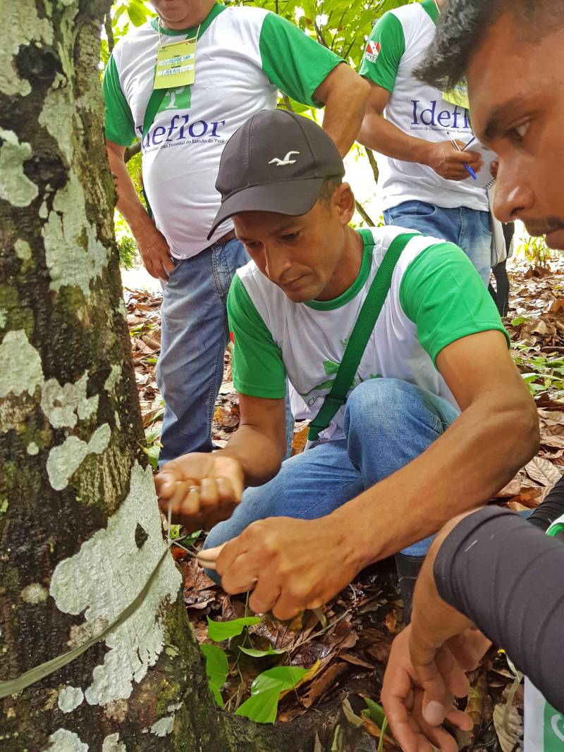 O município de Tomé-Açu, no nordeste paraense, sediará entre os dias 26 e 29 de março uma capacitação, realizada pelo Instituto de Desenvolvimento Florestal e da Biodiversidade (Ideflor-bio). O curso abordará a “Implantação de Sistemas Agroflorestais Comerciais (SAFs)” em áreas de agricultura familiar, promovendo o intercâmbio para a demonstração de experiências exitosas na implantação de SAFs no território paraense. A iniciativa é voltada aos agricultores familiares de Tomé-Açu beneficiários do Prosaf, projeto coordenado pela Diretoria de Desenvolvimento da Cadeia Florestal (DDF), do Ideflor-bio. O projeto atende, no município, 22 agricultores familiares, os quais tiveram suas terras preparadas mecanicamente para a implantação dos SAFs e receberam insumos, como sementes e calcário.
FOTO: ASCOM / IDEFLOR
DATA: 23.03.2018
TOMÉ-AÇÚ - PARÁ
<div class='credito_fotos'>Foto: Ascom Ideflor | <a href='/midias/2018/originais/2b11b10b-309a-47e4-a27f-ca64e4153a6b.jpg' download><i class='fa-solid fa-download'></i> Download</a></div>