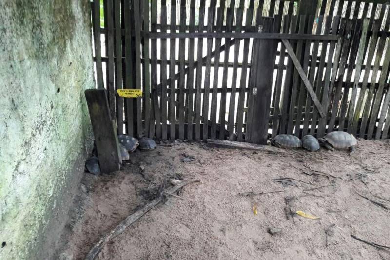 A Divisão Especializada em Meio Ambiente (Dema) da Polícia Civil deflagrou a operação denominada Kayapó, para apurar denúncias sobre a irregular criação e comércio de animais silvestres na cidade de Santa Luzia do Pará, nordeste do Estado.
FOTO: ASCOM POLICIA CIVIL
DATA: 11.05.2018
SANTA LUZIA DO PARÁ - PARÁ <div class='credito_fotos'>Foto: Ascom Polícia Civil | <a href='/midias/2018/originais/2e996133-bafa-42d0-bc42-f62a57c539af.jpg' download><i class='fa-solid fa-download'></i> Download</a></div>