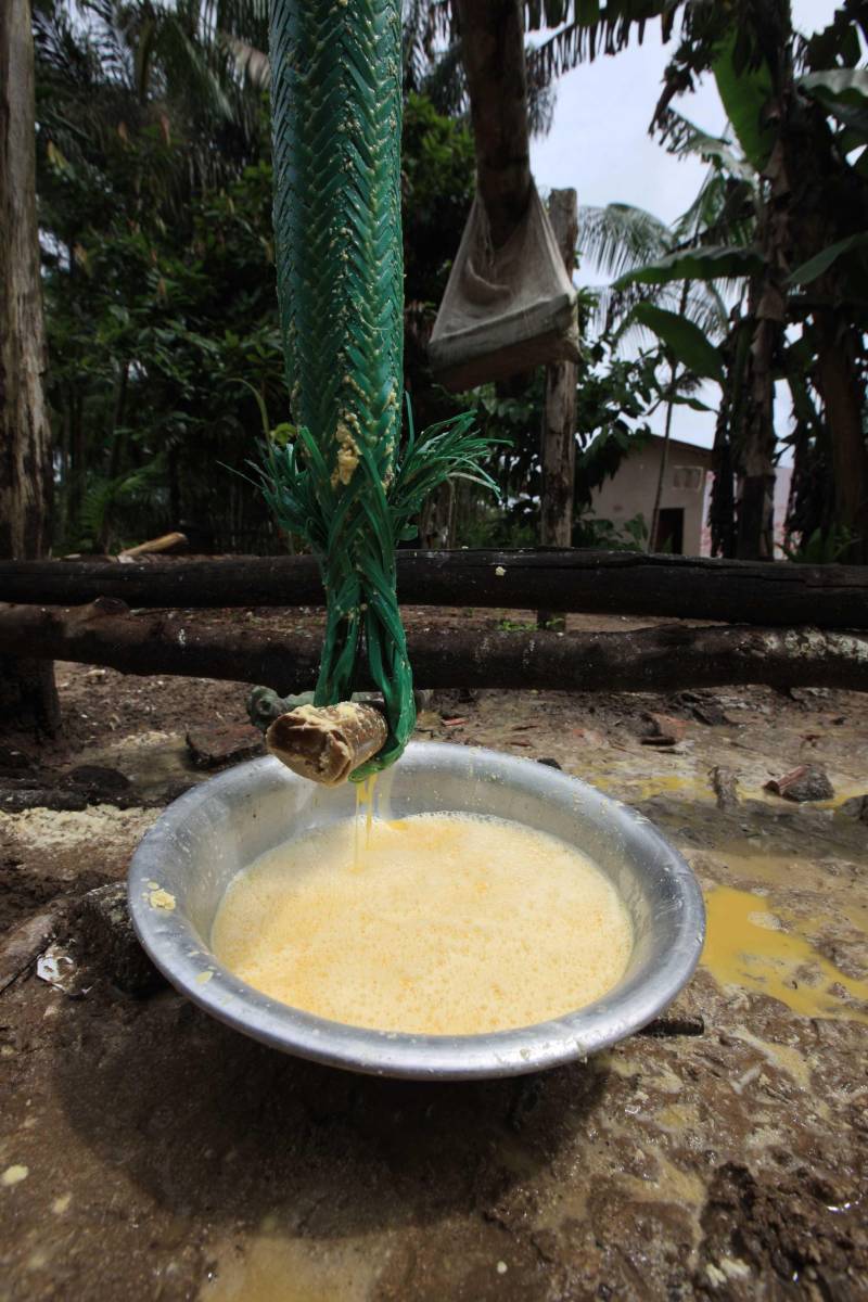 O dia começa cedo para a família do agricultor Adilson dos Santos, 33 anos. Produtores de mandioca da comunidade quilombola Boa Vista do Itá, de Santa Izabel do Pará, região metropolitana de Belém, eles são o retrato de uma tradição que vem se perpetuando por gerações e garantindo na mesa dos paraenses o produto que é a base alimentar do Estado. Do plantio ao beneficiamento, o lavrador herdou do pai a cultura que hoje é a principal fonte de renda da vila, onde vivem cerca de 50 famílias. No Pará, 96% da mandioca produzida vem da agricultura familiar. “Mandioca é pop, mandioca é tudo”, brinca Adilson. Ele está certo. Os produtos derivados da planta são diversos e ajudam a compor alguns dos pratos típicos mais conhecidos da região. Quase onipresente na mesa do paraense, a farinha é, muitas vezes, o alimento principal, nos sete dias da semana. Mas para chegar até as nossas casas, é preciso muito esforço e dedicação, aliado ao emprego de pesquisa e investimentos cada vez maiores do poder público. O conhecimento empírico do homem do campo hoje recebe o apoio de novas tecnologias e técnicas de plantio, que resultam em mais qualidade e produtividade.
FOTO: MÁCIO FERREIRA / AG PARÁ
DATA: 25.02.2018
SANTA IZABEL DO PARÁ
<div class='credito_fotos'>Foto: MÁCIO FERREIRA/ AG. PARÁ | <a href='/midias/2018/originais/30f206f1-939d-4e76-ba62-0176cc74de70.jpg' download><i class='fa-solid fa-download'></i> Download</a></div>