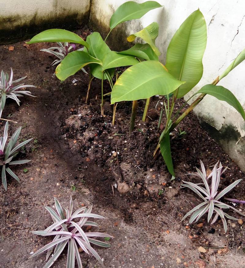 Produção de mudas foi um dos itens do curso “Envasamento de plantas e noções de paisagismo” (foto), encerrado nesta sexta-feira (4), na Paróquia Nossa Senhora do Livramento, no Bairro do Paracuri, Distrito de Icoaraci, em Belém. A capacitação resultou da parceria entre a Empresa de Assistência Técnica e Extensão Rural do Estado do Pará (Emater) e o Núcleo de Articulação e Cidadania (NAC), dentro do Projeto Cultivando Flores e Vida. A iniciativa beneficia moradores de comunidades carentes da Região Metropolitana de Belém ao oferecer oportunidade de inclusão socioprodutiva a pessoas em situação de vulnerabilidade social.
FOTO: ASCOM / EMATER
DATA: 04.05.2018
ICOARACI - PARÁ <div class='credito_fotos'>Foto: ASCOM EMATER | <a href='/midias/2018/originais/320964bb-8d62-46ba-9f97-9d0f57a0bcb6.jpg' download><i class='fa-solid fa-download'></i> Download</a></div>