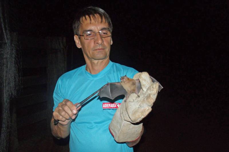 A Agência de Defesa Agropecuária do Estado do Pará (Adepará) atua no controle de raiva humana no município de Melgaço; localizado no arquipélago do Marajó. Equipes da Agência estão em campo; trabalhando em parceria com a Secretaria de Estado de Saúde Pública (Sespa); com ações de controle e prevenção da doença junto aos produtores rurais da região atingida; num raio de 12 km a partir da propriedade foco. A Adepará; por meio do Programa Estadual de Controle da Raiva dos Herbívoros (PECRH); trabalha no controle da ocorrência da doença em animais de interesse produtivo; tendo como objetivo reduzir a prevalência da doença na população de herbívoros domésticos. As equipes da Agência são treinadas e capacitadas para atuarem frente a focos de raiva em todo o Estado; e nesse caso específico; uma equipe está dando apoio a Sespa e Secretaria Municipal de Saúde na captura de morcegos; e outras duas equipes estão atuando nas demais áreas vizinhas com ações de vigilância e vacinações; se necessário; para posteriormente dar apoio às equipes que estão atuando no foco. Na foto; captura de morcegos hematófagos pelas equipes da Adepará. 

FOTO: ASCOM / ADEPARA
DATA: 15.05.2018
MELGAÇO - PARÁ <div class='credito_fotos'>Foto: ASCOM ADEPARÁ   |   <a href='/midias/2018/originais/32ee556c-411a-4166-aaca-38347f404928.jpg' download><i class='fa-solid fa-download'></i> Download</a></div>