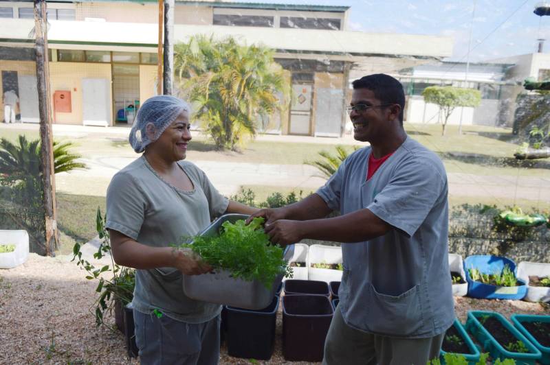 A preocupação com a alimentação saudável, livre de agrotóxicos e adubos químicos, vem aumentando nas primeiras décadas do século XXI. É nesse contexto que começam a ser adotados os alimentos orgânicos, produzidos com técnicas que respeitam o meio ambiente e visam a qualidade de vida de quem os consome. O Hospital Metropolitano de Urgência e Emergência (HMUE), em Ananindeua, implantou uma horta orgânica para pôr em prática os princípios da alimentação saudável e sustentabilidade. A unidade, gerenciada pela Pró-Saúde Associação Beneficente de Assistência Social e Hospitalar sob contrato com a Secretaria de Estado de Saúde Pública (Sespa), chega à sua terceira colheita de hortaliças em 2018, após meses de preparação e esforços dos colaboradores do Serviço de Higienização e Limpeza (SHL), que trabalharam na implantação e, agora, são os responsáveis pelo plantio, manutenção e colheita no espaço.

FOTO: ASCOM / HMUE
DATA: 23.03.2018
ANANINDEUA - PARÁ <div class='credito_fotos'>Foto: ASCOM HMUE   |   <a href='/midias/2018/originais/3370f791-36b5-4b4f-8f61-ab37e5a3bae2.jpg' download><i class='fa-solid fa-download'></i> Download</a></div>